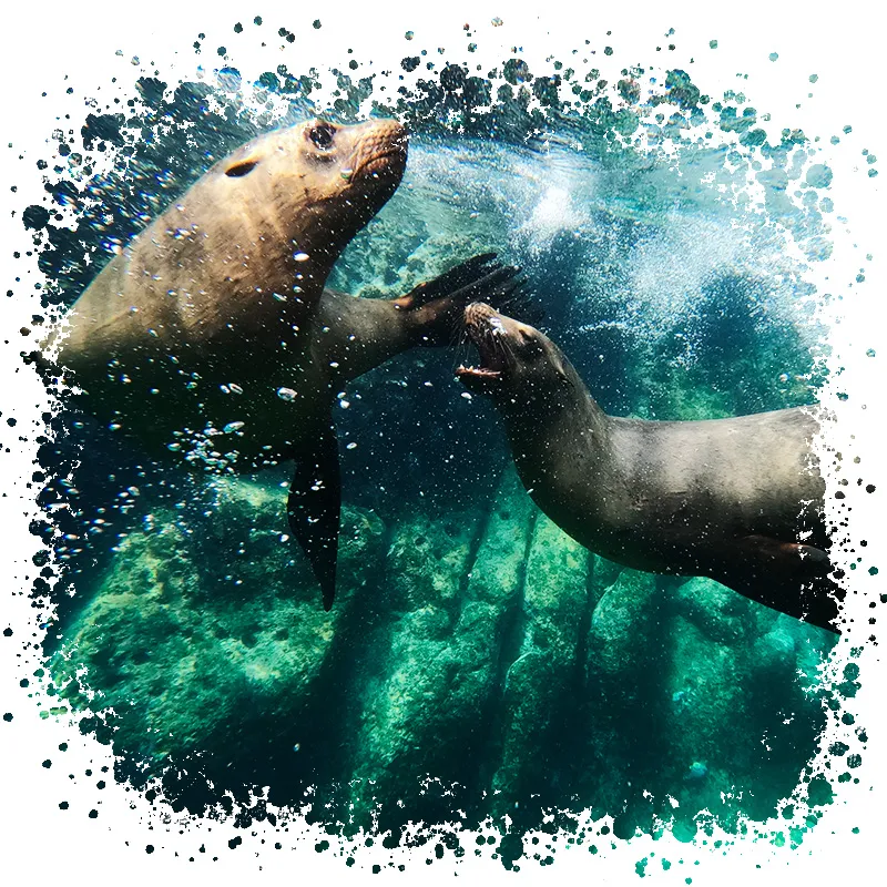 Balandra & Sea Lions