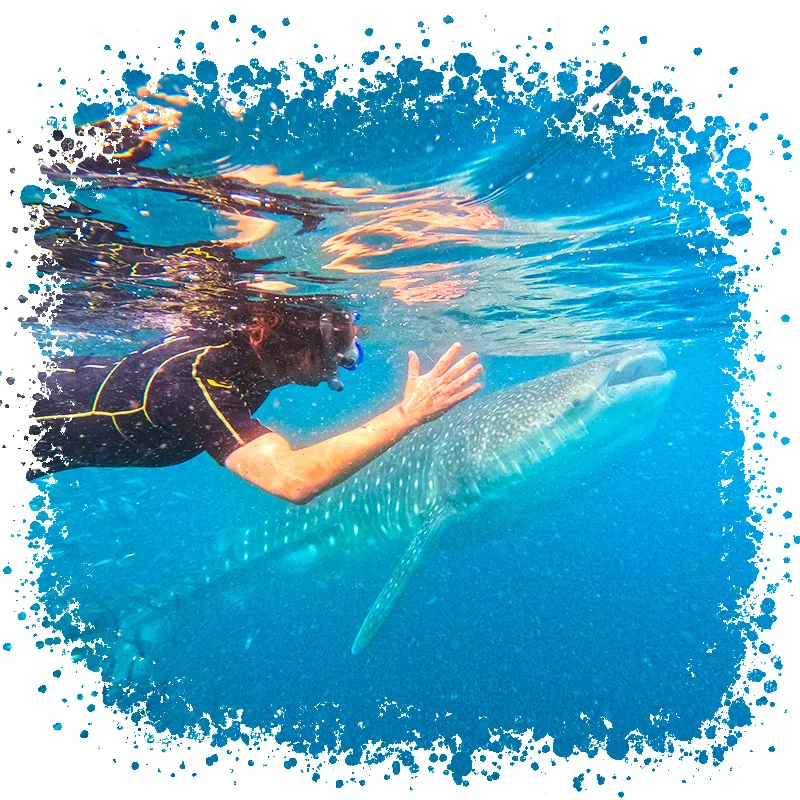 Whale Shark Experience